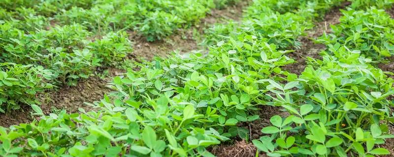 花生发芽了怎么种，种植时深度在4-5厘米