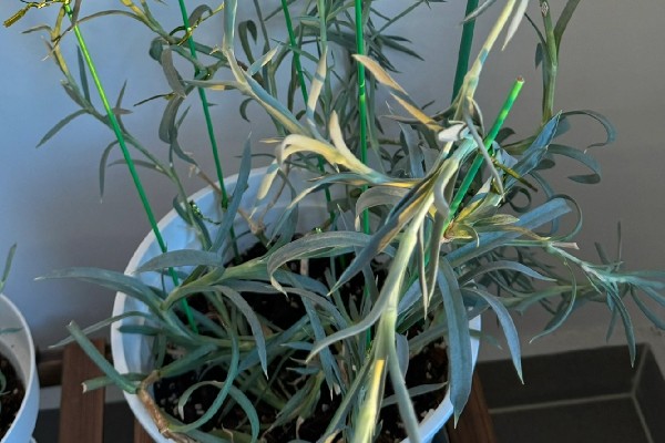 康乃馨怎样分株，建议在春季或秋季进行