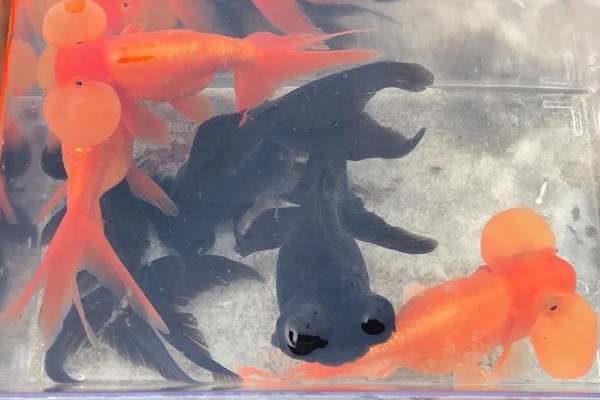 玛瑙眼好不好养，养殖难度挺高