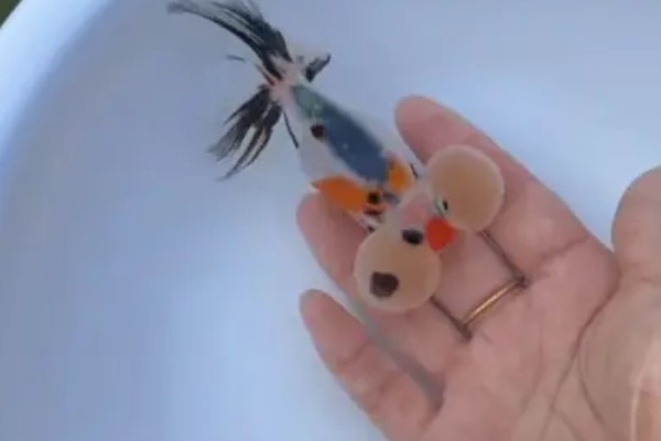 玛瑙眼好不好养，养殖难度挺高