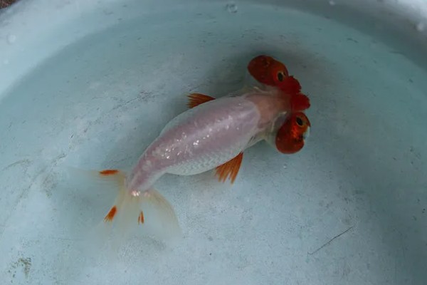 玛瑙眼好不好养，养殖难度挺高