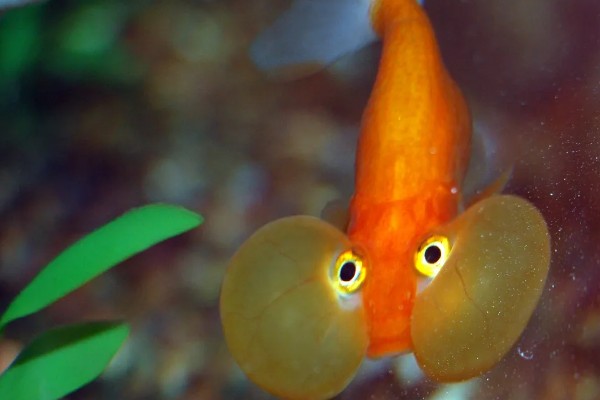 玛瑙眼好不好养，养殖难度挺高