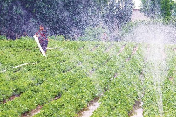 花生发芽了怎么种，种植时深度在4-5厘米