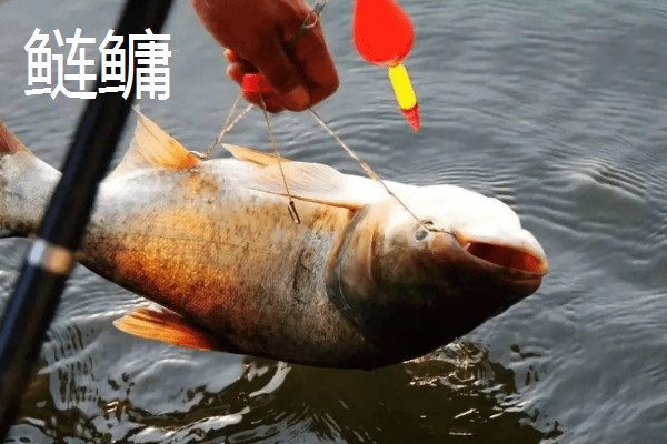 4号伊势尼适合钓哪些鱼，适合钓鲤鱼、草鱼等