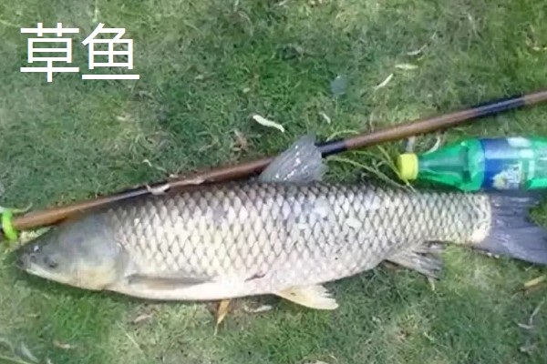 4号伊势尼适合钓哪些鱼，适合钓鲤鱼、草鱼等