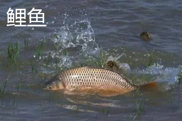 4号伊势尼适合钓哪些鱼，适合钓鲤鱼、草鱼等