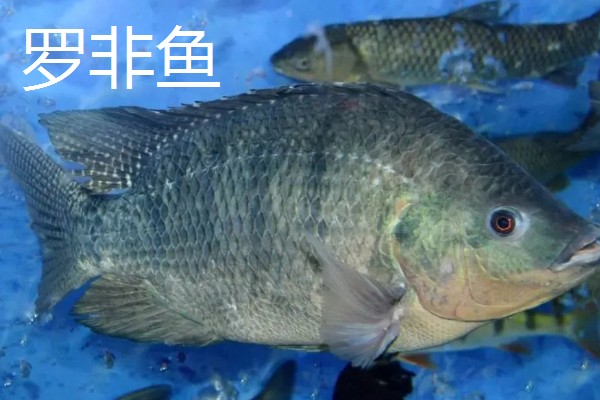 罗非鱼是不是鲫鱼，罗非鱼不是鲫鱼