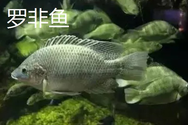 罗非鱼是不是鲫鱼，罗非鱼不是鲫鱼