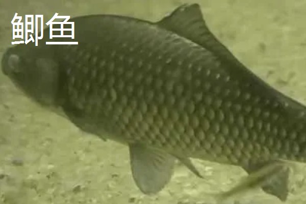 罗非鱼是不是鲫鱼，罗非鱼不是鲫鱼