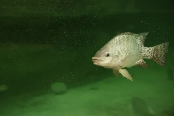 罗非鱼是不是鲫鱼，罗非鱼不是鲫鱼
