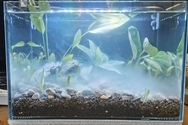养鱼的过滤方法，可物理过滤或植物过滤等