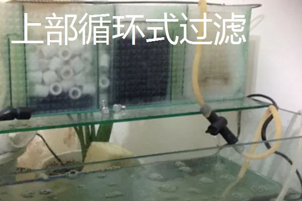 养鱼的过滤方法，可物理过滤或植物过滤等