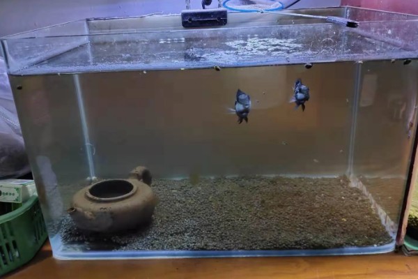 养鱼的过滤方法，可物理过滤或植物过滤等