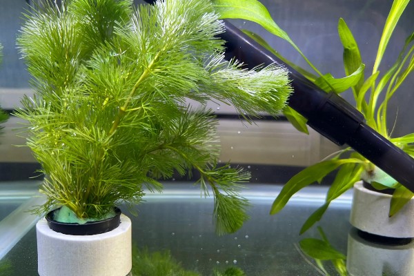 养鱼的过滤方法，可物理过滤或植物过滤等
