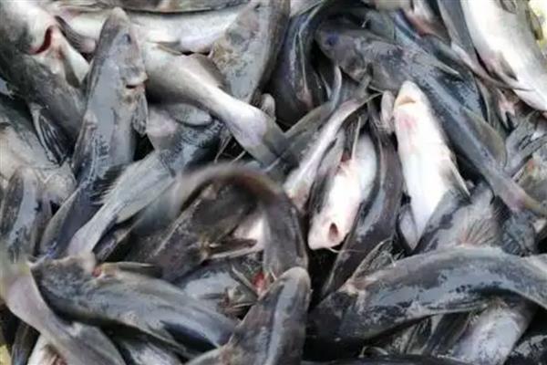 江团简介，别称鮰鱼、肥沱、肥王鱼等