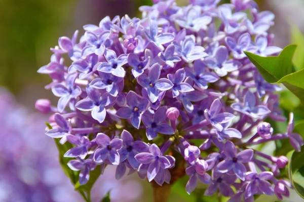 紫色丁香花的花语是什么，花语是初恋