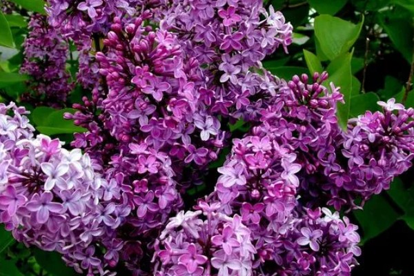 紫色丁香花的花语是什么，花语是初恋