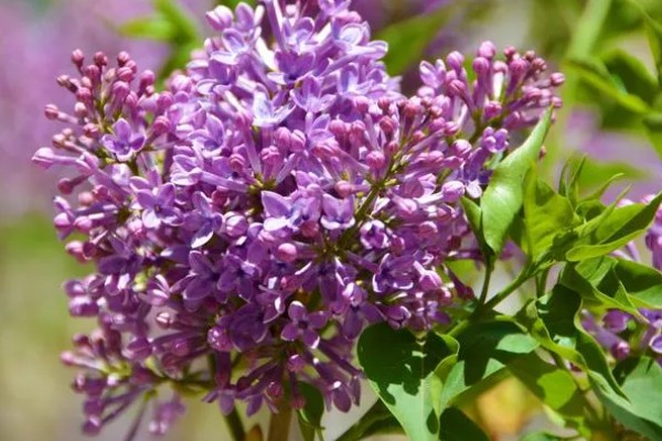 紫色丁香花的花语是什么，花语是初恋