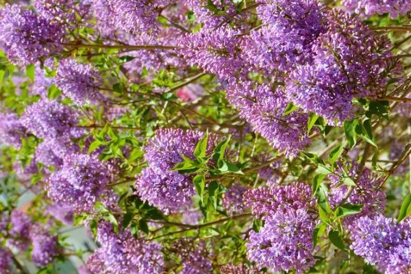 紫色丁香花的花语是什么，花语是初恋