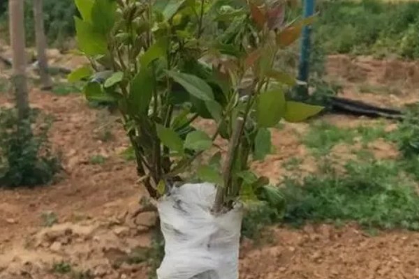 紫色丁香花的花语是什么，花语是初恋