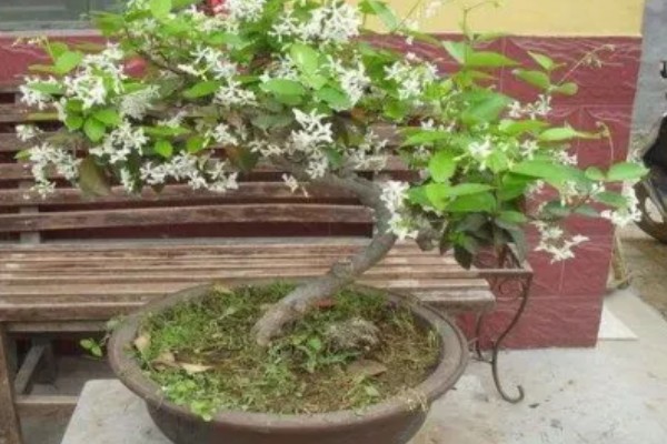紫色丁香花的花语是什么，花语是初恋