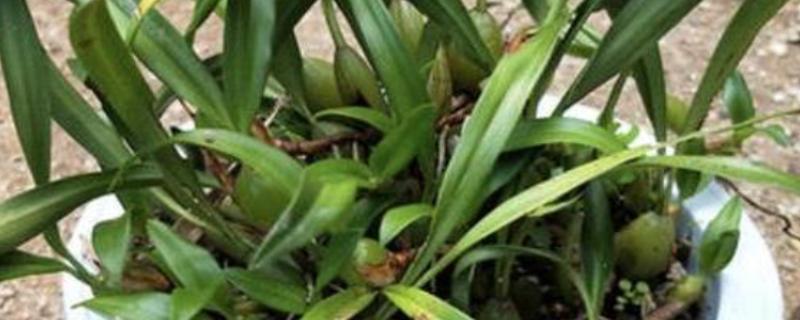 石橄榄的家庭种植方法，将其放在温暖、阳光充足的地方