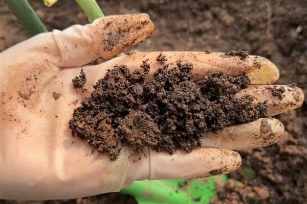 石橄榄的家庭种植方法，将其放在温暖、阳光充足的地方
