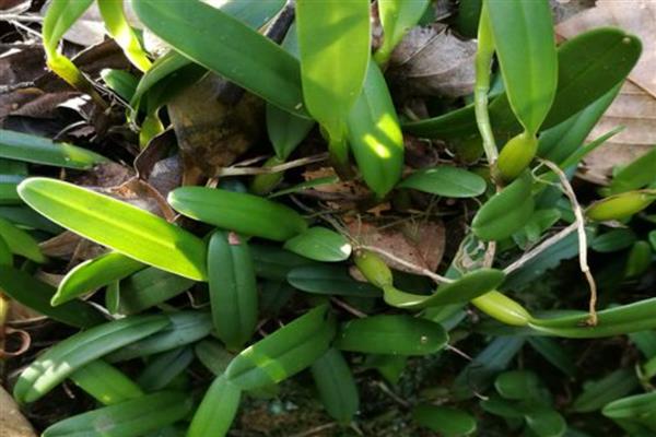 石橄榄的家庭种植方法，将其放在温暖、阳光充足的地方