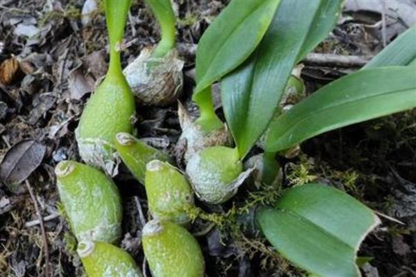 石橄榄的家庭种植方法，将其放在温暖、阳光充足的地方