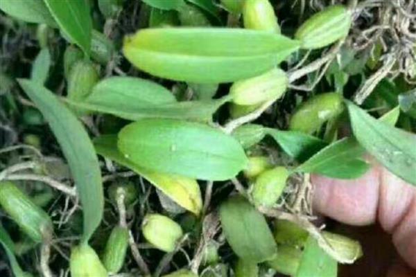 石橄榄的家庭种植方法，将其放在温暖、阳光充足的地方