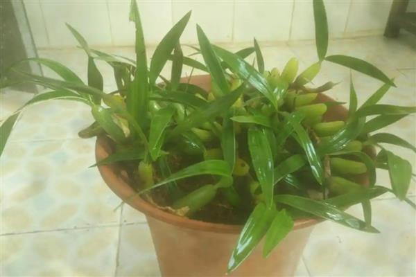石橄榄的家庭种植方法，将其放在温暖、阳光充足的地方