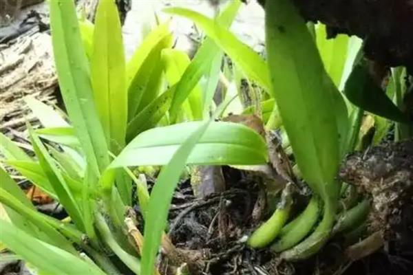 石橄榄的家庭种植方法，将其放在温暖、阳光充足的地方