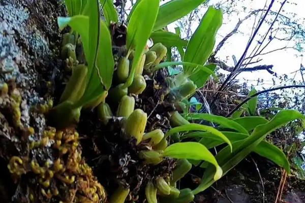 石橄榄的家庭种植方法，将其放在温暖、阳光充足的地方