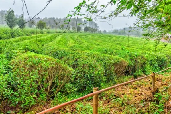 茶花粉的产地，主要产自浙江、安徽、江苏等地