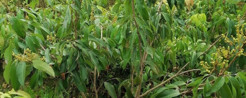 荔枝的嫁接时间，可以在春季和秋季进行