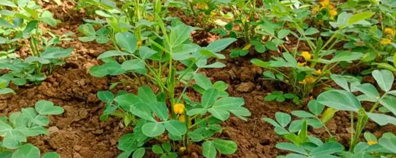 花生下针期的田间管理要点，做好中耕培土等工作