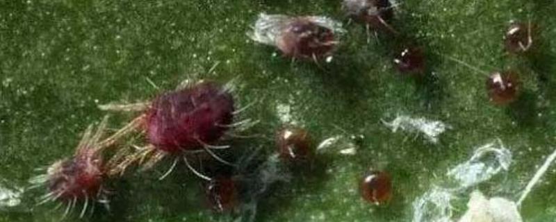 茉莉朱砂叶螨如何防治，危害期喷洒三氯杀瞒醇乳油