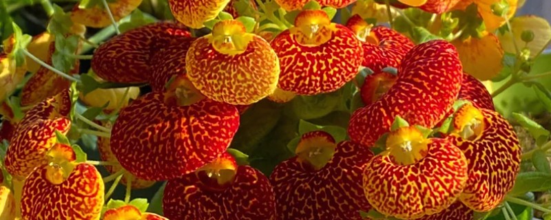 荷包花的养殖注意事项,种植以微酸性沙质壤土为好