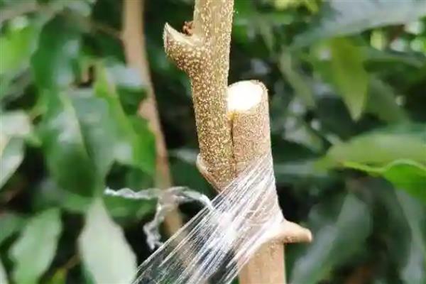 荔枝的嫁接时间，可以在春季和秋季进行