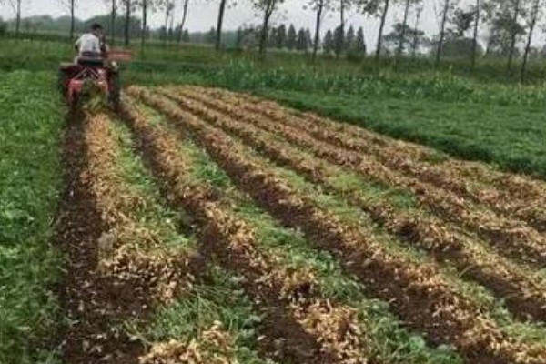 花生下针期的田间管理要点，做好中耕培土等工作