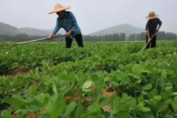 花生下针期的田间管理要点，做好中耕培土等工作