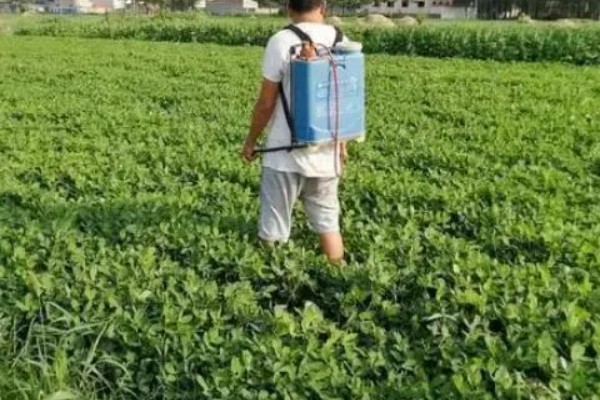 花生下针期的田间管理要点，做好中耕培土等工作