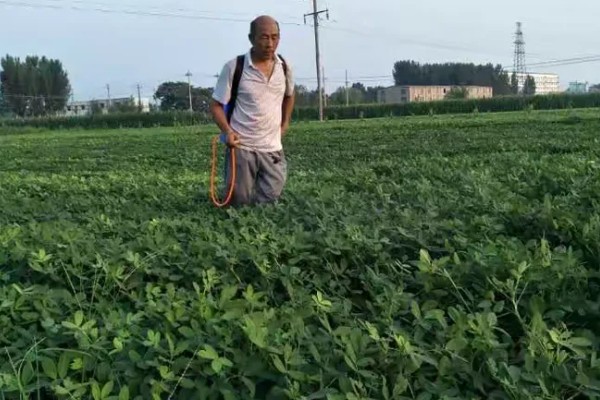 花生下针期的田间管理要点，做好中耕培土等工作