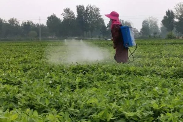花生下针期的田间管理要点，做好中耕培土等工作