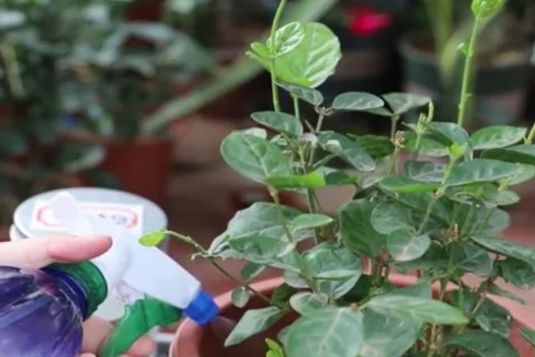 茉莉朱砂叶螨如何防治，危害期喷洒三氯杀瞒醇乳油