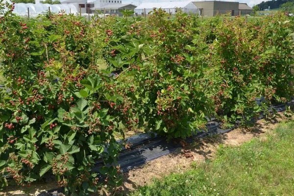 黑莓树的种植方法，压实土壤保证植株不会出现倒伏