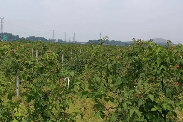 黑莓树的种植方法，压实土壤保证植株不会出现倒伏