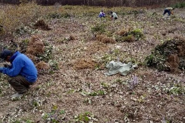 黑莓树的种植方法，压实土壤保证植株不会出现倒伏