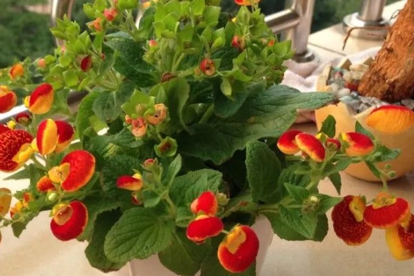 荷包花的养殖注意事项，种植以微酸性沙质壤土为好