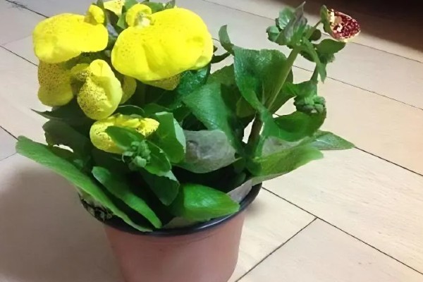 荷包花的养殖注意事项，种植以微酸性沙质壤土为好